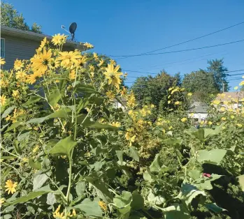  ?? JOSEPH ALLIE ?? Jerusalem artichokes are quick-spreading plants, so consider growing them in their own space.