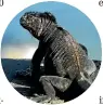  ?? AP ?? The Galapagos marine iguana is among the species classified as ‘‘vulnerable’’.