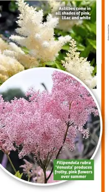  ??  ?? Astilbes come in all shades of pink, lilac and white Filipendul­a rubra ‘Venusta’ produces frothy, pink flowers over summer