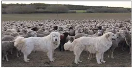  ?? (Photo doc Hélène Dos Santos) ?? Les chiens gardiens de troupeaux sont parfois tués lors des attaques de loup mais peuvent causer des accidents avec les touristes lorsque ces derniers s’approchent des moutons…