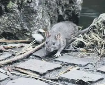  ?? ?? Grandfathe­r Dan Siberry reported seeing rats at the children’s play area and pond.