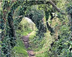  ??  ?? There was once a road through the woods: a footpath on the Gower Peninsula