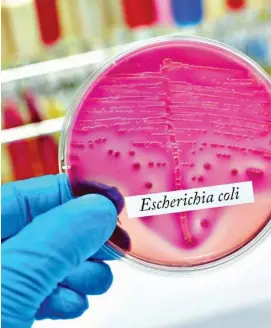  ?? ?? TARGET: The new vaccine will protect against nine different E. Coli bugs