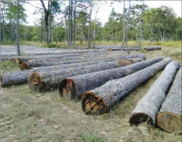  ?? EIA ?? timber await collection in O’Tabok, in Virachey National Park, in December last year.