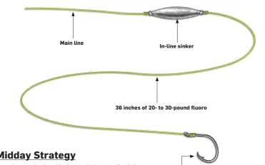  ??  ?? 3/0 to 6/0 Octopus circle hook Main line In-line sinker 36 inches of 20- to 30-pound fluoro