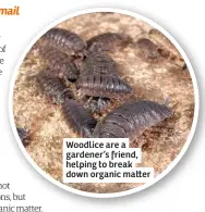  ??  ?? Woodlice are a gardener’s friend, helping to break down organic ma er