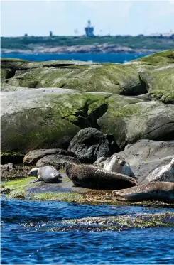  ??  ?? BOENDE ÅRET RUNT. På klipporna mellan Hönö och Vinga