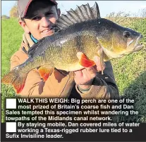  ??  ?? WALK THIS WEIGH: Big perch are one of the most prized of Britain’s coarse fish and Dan Sales tempted this specimen whilst wandering the towpaths of the Midlands canal network.By staying mobile, Dan covered miles of water working a Texas-rigged rubber lure tied to a Sufix Invisiline leader.