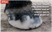  ??  ?? After The foot rebuilt with Hoof Repair Granules and an Imprint sports shoe glued on