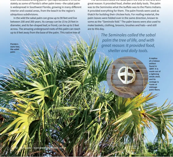  ??  ?? Florida’s state tree, the sabal palm A replica of a Calusa artifact found in 1897. It is made out of a lightning whelk shell, and its cordage is made of cabbage palm fibers.