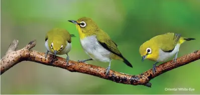  ??  ?? Oriental White-Eye