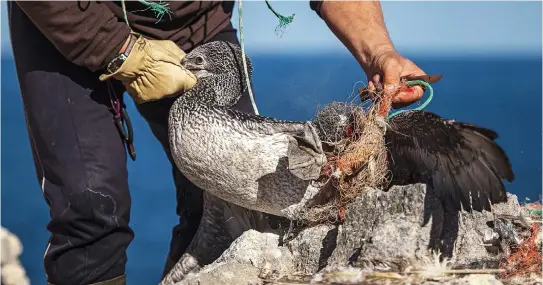  ??  ?? Helping hands: The beak is gripped firmly — it is powerful enough to blind a man — as a gannet is released from its plastic prison