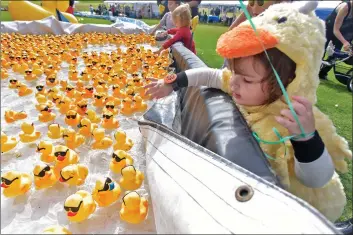  ?? Signal file photos ?? (Above) Autumn Graham, dressed in a duck suit, reaches for the rubber ducks in the holding pond before the first heat at the 2018 Rubber Ducky Festival, held at Bridgeport Park in Valencia. (Left) Boy Scouts from Troop 609 of Newhall scoop up the winning ducks at the end of the first heat during the 2018 festival.