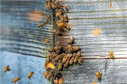  ?? ?? The apiculture industry is estimated to contribute $5 billion to the New Zealand economy.