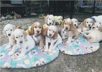  ??  ?? A litter of hearing dog pups.