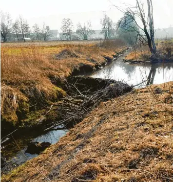  ?? Fotos: Vicky Jeanty ?? Der Biber bleibt ein Dorn im Auge etlicher Grimolzhau­sener. Das Nagetier habe in der Nähe der Kläranlage den Feldweg unter höhlt. Der Ruf nach einer Biberfalle wurde laut.