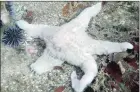  ?? PICTURE: REUTERS ?? A starfish, also known as a sea star, suffers from a wasting disease epidemic caused
by a virus.