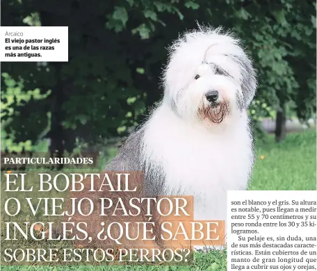 Bobtail: todo sobre este perro pastor inglés - El Blog de Zona K9