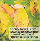  ??  ?? Stunning Parrotia Persica – known as the Ironwood tree – comes in a number of different sizes and varieties