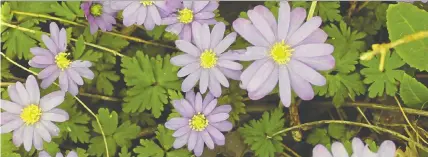  ?? PHOTOS: PATRICK CAPPER/POSTMEDIA NETWORK ?? Greek anemones