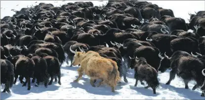  ?? PHOTOS PROVIDED TO CHINA DAILY ?? With bird’s-eye view footage, the new season of Aerial China captures wildlife at its most majestic, including soaring egrets, golden snub-nosed monkeys, migrating naked carp and wild golden yaks.