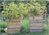  ?? MICHAEL SEARS, MILWAUKEE JOURNAL SENTINEL ?? Jimmie Frazier has been growing potatoes with mixed success in these raised beds.