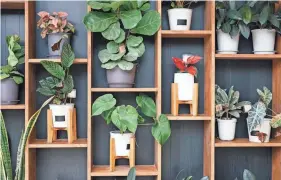  ?? GETTY IMAGES ?? With the right watering schedule and fertilizer, your houseplant­s can finally flourish.