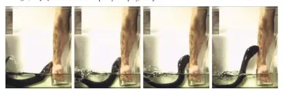  ?? Kenneth C. Catania via The New York Times ?? Kenneth C. Catania, a biologist at Vanderbilt University, conducts an experiment to get a sense of how big a jolt an electric eel can deliver, by letting it attack his arm.