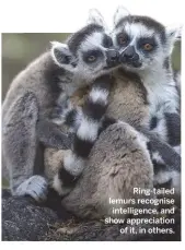  ??  ?? Ring-tailed lemurs recognise intelligen­ce, and show appreciati­on of it, in others.