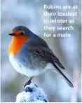  ??  ?? Robins are at their loudest in winter as they search for a mate