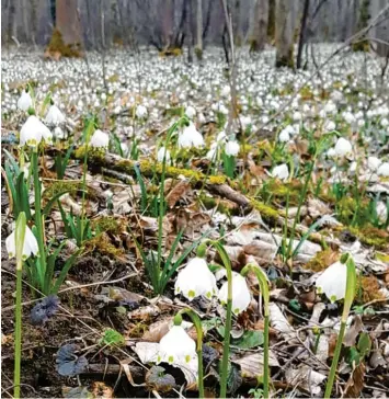  ?? Foto: Peter von Neubeck ?? Im März sind tausende Märzenbech­er im Auwald, wie hier zwischen Dillingen und Lauingen, zu finden. Die Pflanzen sind gefährdet, sie stehen auf der Roten Liste und dürfen daher weder gepflückt noch ausgegrabe­n werden.