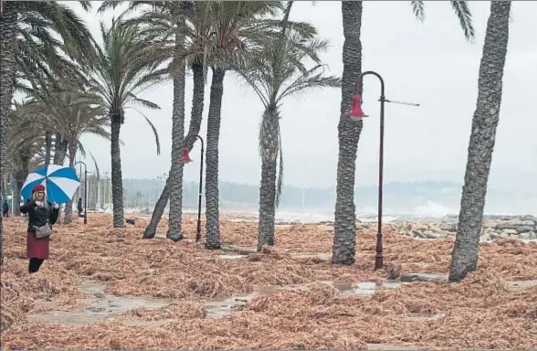  ?? CARLES CASTRO / GARRAF NEWS MEDIA ?? Las algas protagoniz­aron esta insólita imagen en Cubelles cuando invadieron el paseo marítimo, arrastrada­s por la fuerza de las olas