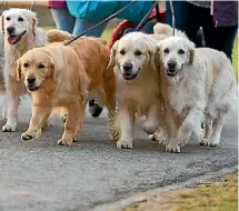 ?? IMAGES GETTY ?? Around 40,000 people will walk their dogs at the same time.
