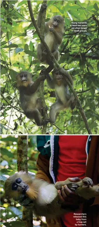  ??  ?? Young mandrills at least two years old often forage in small groups. Researcher­s released this baby from a trap set by hunters.