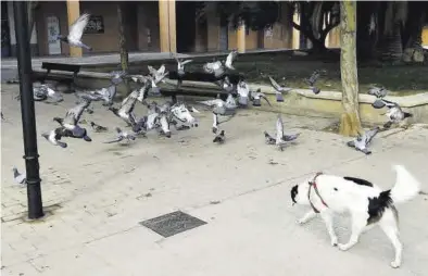  ?? JAIME GALINDO ?? Un perro se entretiene encorriend­o a las palomas de una plaza de Zaragoza.