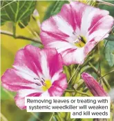  ??  ?? Removing leaves or treating with systemic weedkiller will weaken and kill weeds