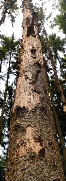  ?? Foto: Marcus Merk ?? Die Rinde der Fichte schält sich am gesamten Stamm in großen Stücken ab. Dieser Baum muss schnell gefällt werden.