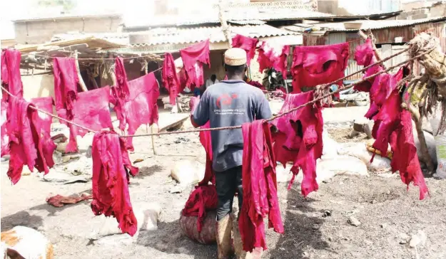  ??  ?? Tanned and coloured skins being dried in the sun