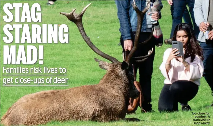  ??  ?? Too close for comfort: A park visitor snaps away