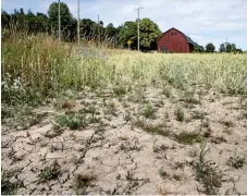  ??  ?? EXTRASTÖD. För att slippa nödslakt på grund av foderbrist går statten in med stöd till lantbruket.