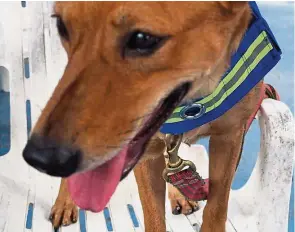  ?? — Reuters ?? A dog wearing a ‘smart vest’ which has a hidden video camera inside in a dog training centre in Bangkok, Thailand.