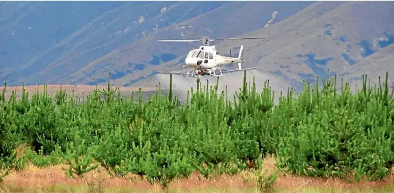  ??  ?? Aerial boom spraying on wilding conifers on Pukaki Downs in the Mackenzie Basin.