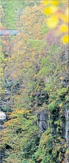  ?? ?? The stunning woodlands of Mar Lodge Estate are being managed to build resilience against the threat of climate change