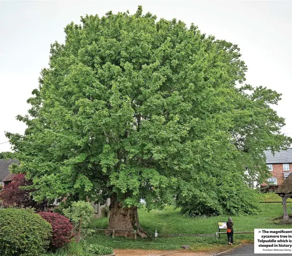  ?? Finnbarr Webster/Getty ?? The magnificen­t sycamore tree in Tolpuddle which is steeped in history