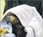  ?? Photograph­s: ?? The sea eagle was rescued in an exhausted state last October, but is now thriving after being cared for at the Scottish SPCA centre in Alloa.