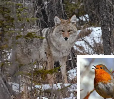  ??  ?? Left: Coyotes roam Yosemite