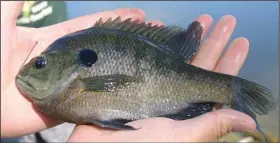  ?? (Arkansas Democrat-Gazette/Bryan Hendricks) ?? A simple pole is a great way to get started fishing for youngsters and adults, and it’s an effective way to catch big bluegills from the bank.