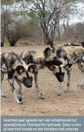  ??  ?? Veertien jaar gelede het vier wildehonde hul opwagting op Thiergarte­n gemaak. Daar is nou al veertien honde en die Vorsters het onlangs ’n tweede trop met ’n nuwe alfa-teef begin. Intensiewe wildboerde­ry help om die bewaring van hierdie honde en ook...