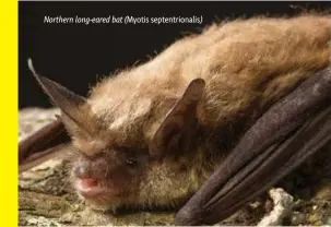 ??  ?? Northern long-eared bat (Myotis septentrio­nalis)