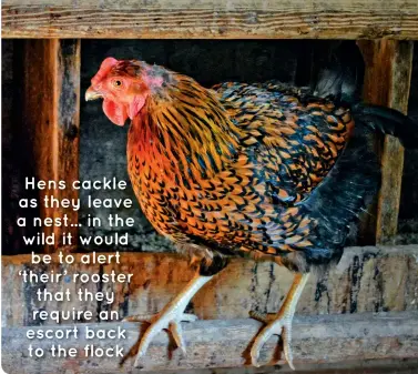  ??  ?? Hens cackle as they leave a nest... in the wild it would be to alert ‘their’ rooster that they require an escort back to the flock